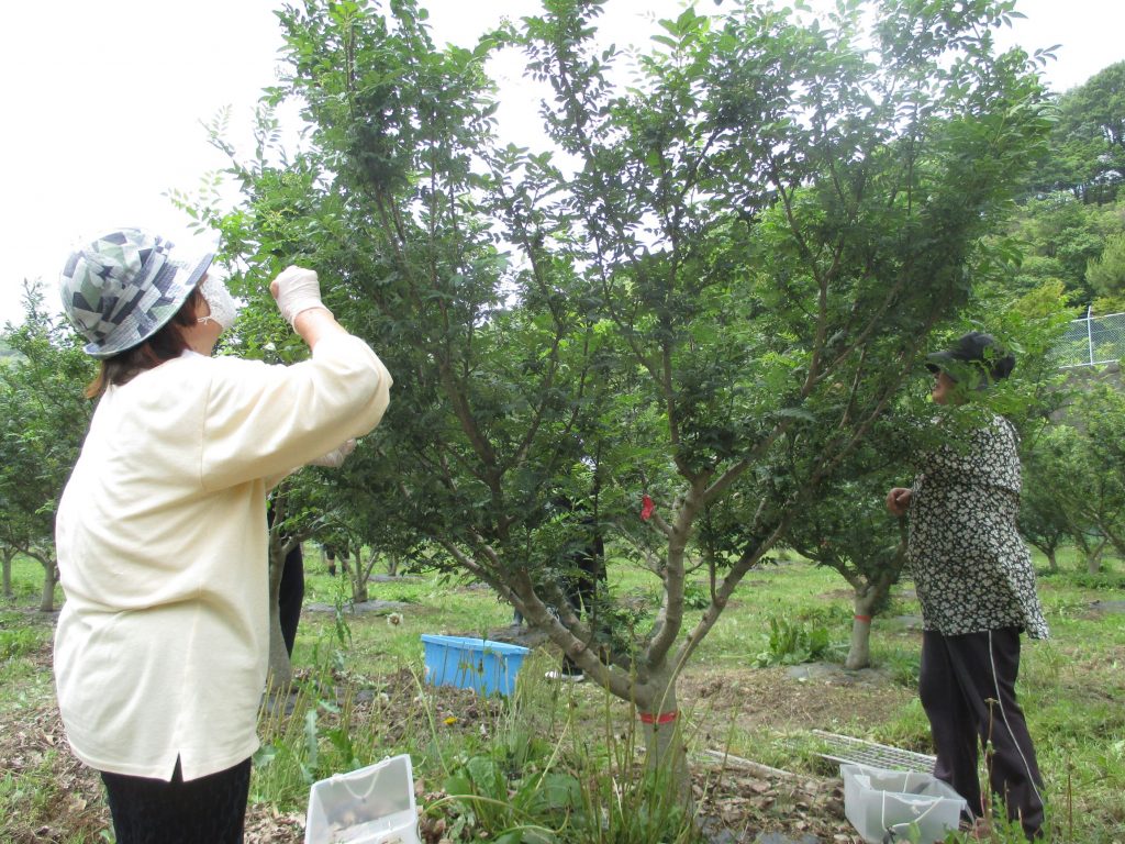 手摘みで山椒を収穫する様子（写真提供：太子町　経済建設部 産業経済課）