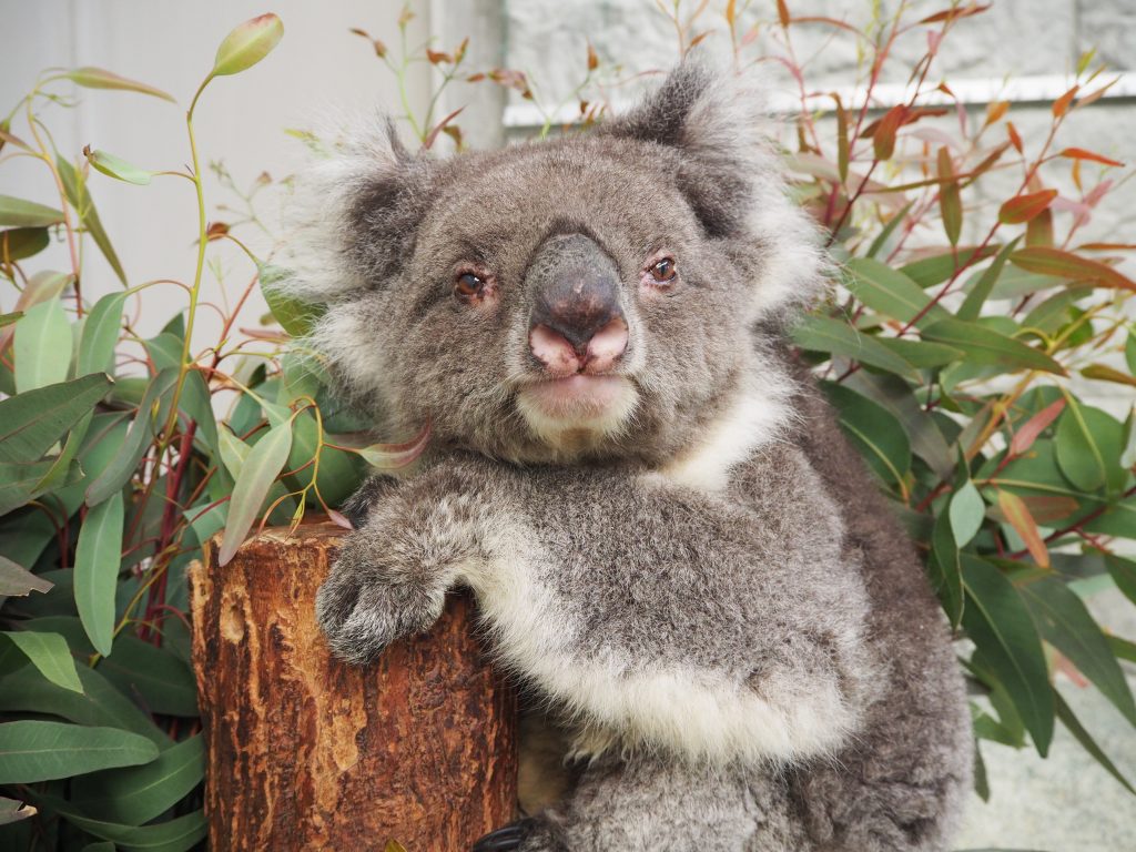 淡路島のコアラ みどり が長寿ギネス世界記録に 史上最高齢の飼育されたコアラ ラジトピ ラジオ関西トピックス