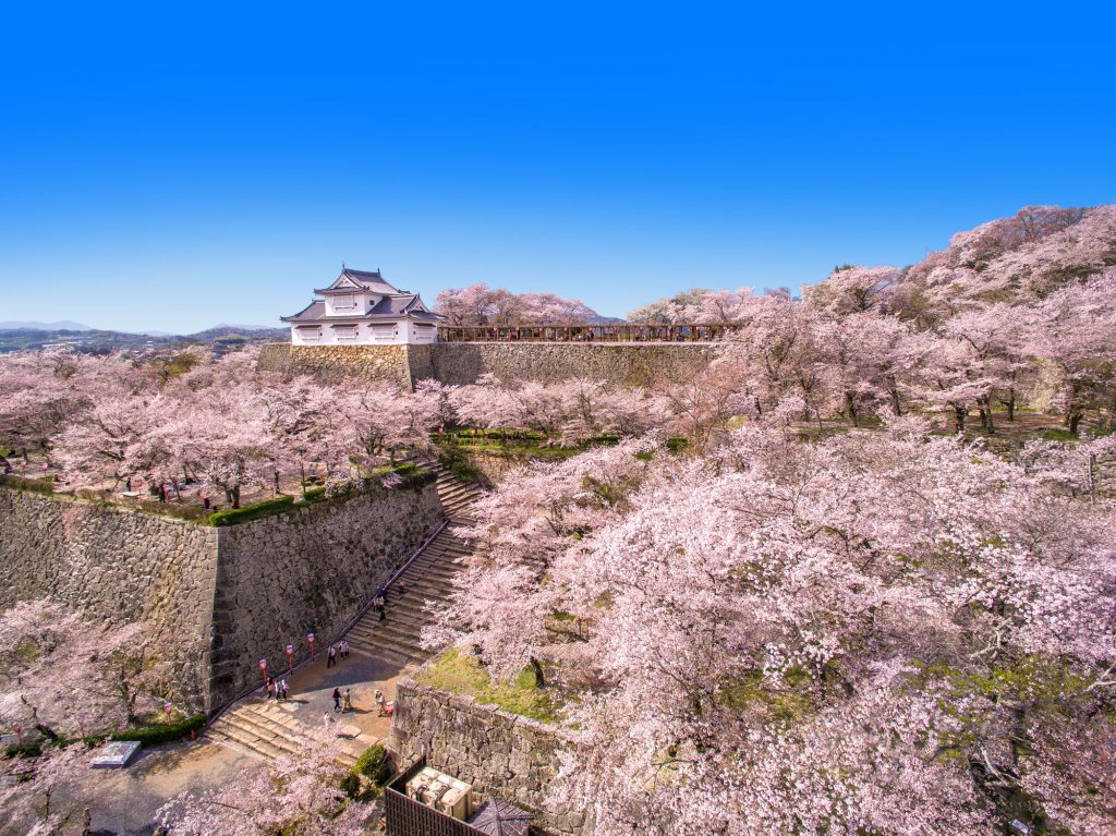 津山城一帯に広がる桜（写真提供：津山市観光協会）
