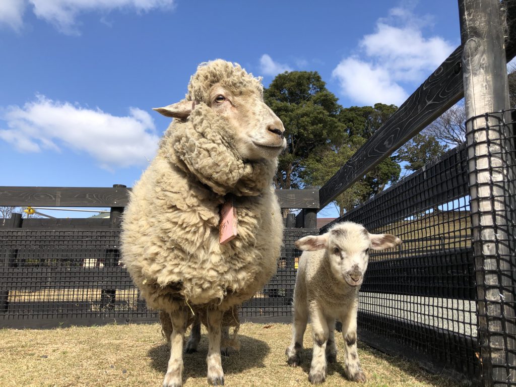 母親の「みお」とともに元気な姿を見せるヒツジの「しずく」（写真提供：淡路ファームパーク イングランドの丘）