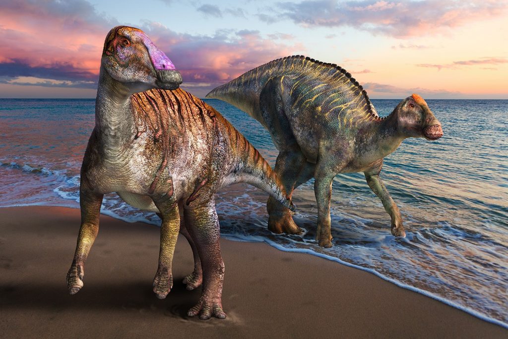 ヤマトサウルス（左）、カムイサウルス（右）（© 服部雅人）