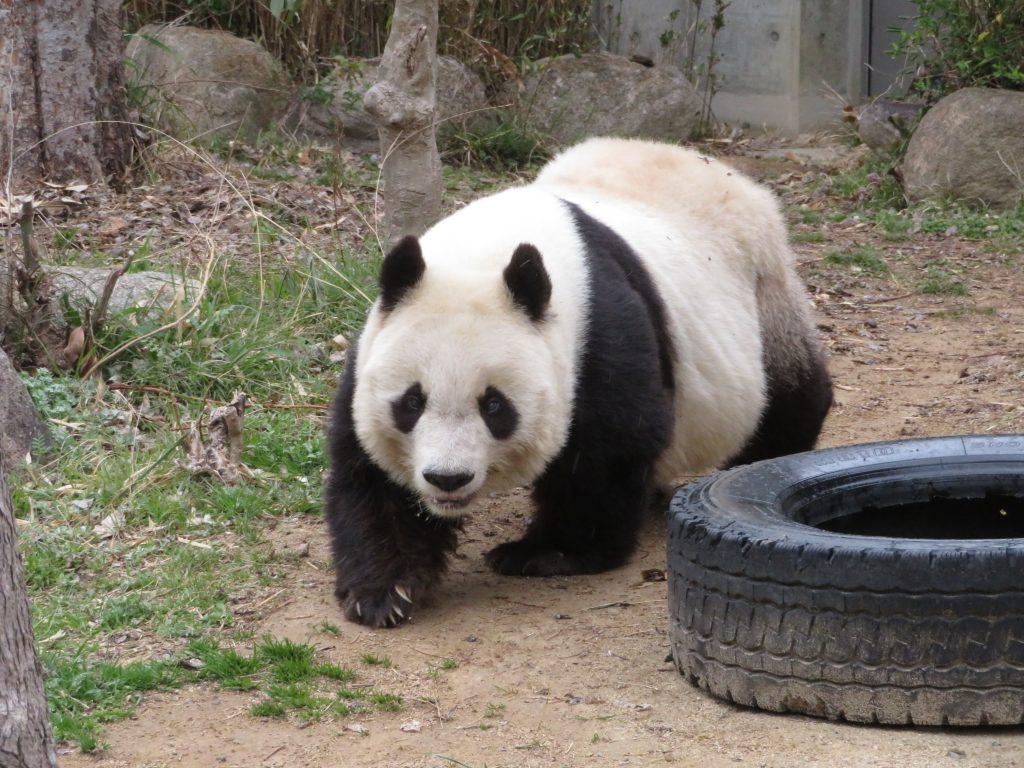 カメラを見つめるタンタン。メスのジャイアントパンダで、神戸市立王子動物園で飼育されている（神戸市提供）