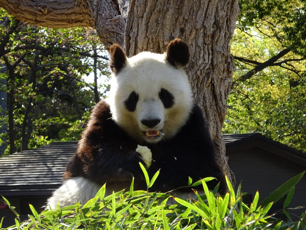エサを食べるタンタン。メスのジャイアントパンダで、神戸市立王子動物園で飼育されている（神戸市提供）
