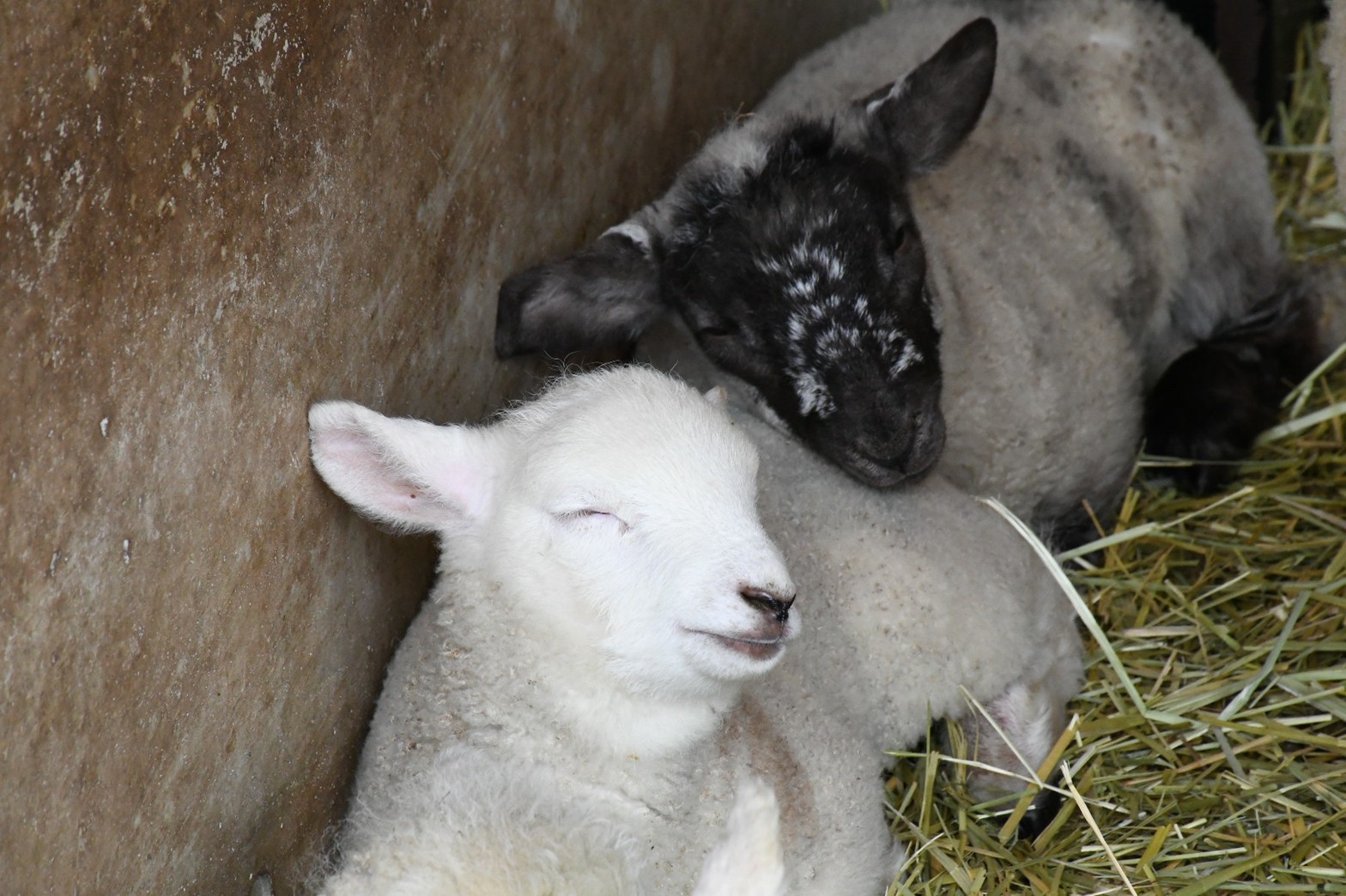 ヒツジのベビーラッシュ かわいい子羊の姿が癒しに 神戸 六甲山牧場 ラジトピ ラジオ関西トピックス ヒツジのベビーラッシュ かわいい子羊の姿が癒しに 神戸 六甲山牧場 ラジトピ ラジオ関西トピックス