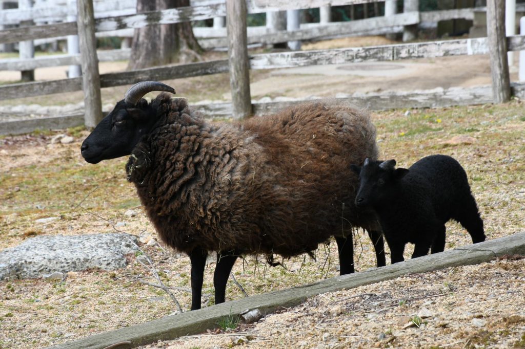 ヒツジのベビーラッシュ かわいい子羊の姿が癒しに 神戸 六甲山牧場 ラジトピ ラジオ関西トピックス