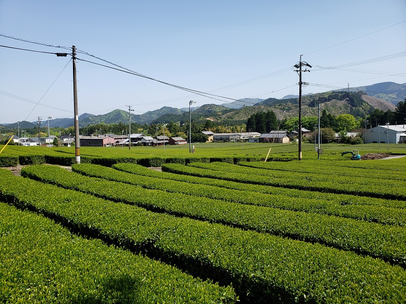 （写真提供：伊勢茶推進協議会）