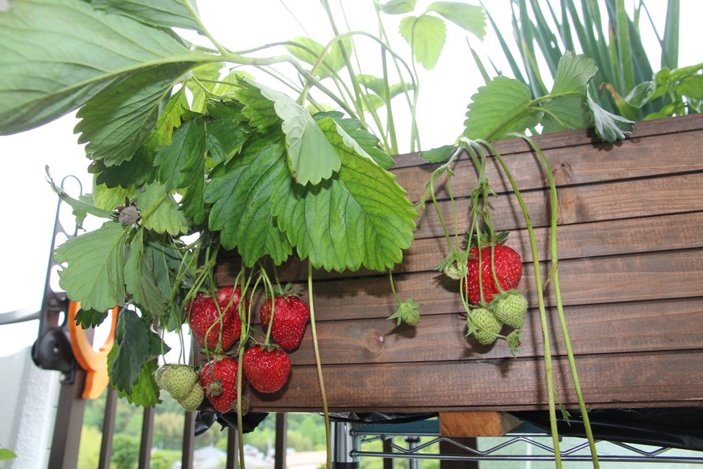 自宅で手軽に水耕栽培 花や果物だけでなく里芋やカブ ニンニクも 神戸の造園会社がキット開発 ラジトピ ラジオ関西トピックス