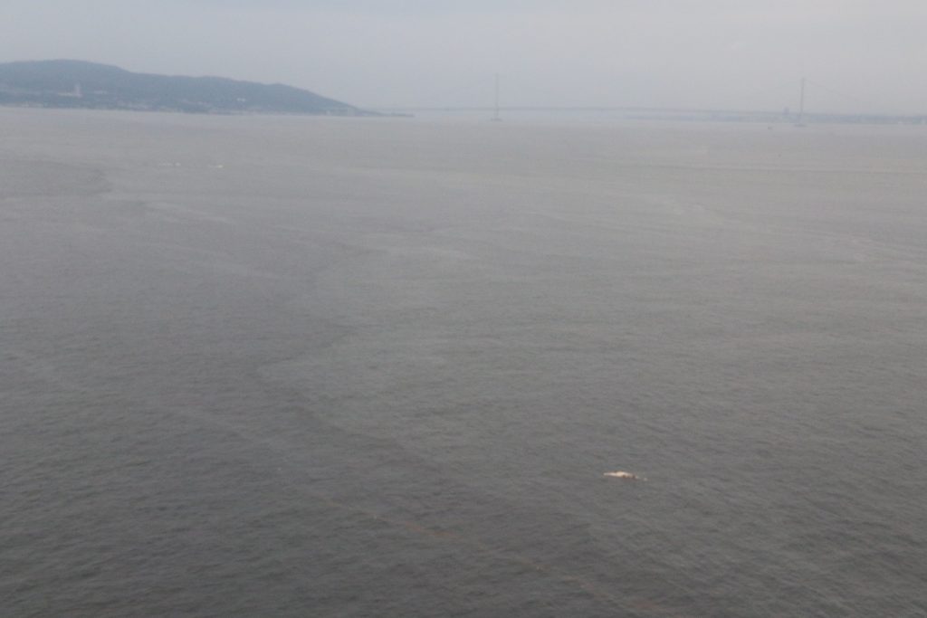 神戸沖・クジラとみられる死骸の漂流状況＜ 画像右下 2021年7月9日 ※画像提供・神戸海上保安部＞