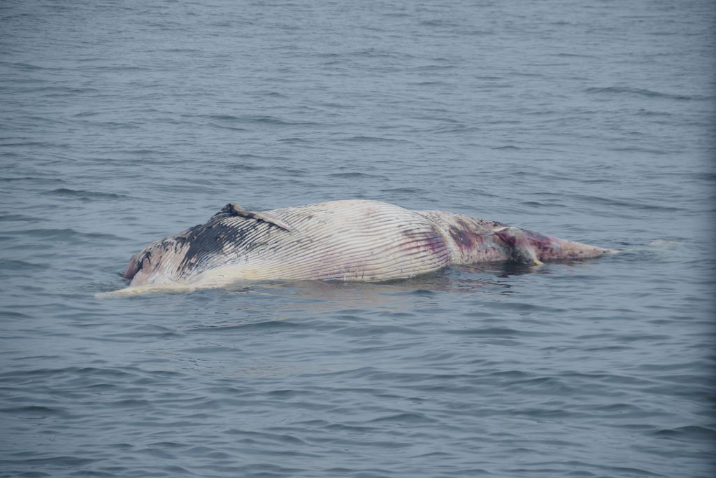 神戸沖・クジラとみられる死骸の漂流状況＜2021年7月9日 ※画像提供・神戸海上保安部＞