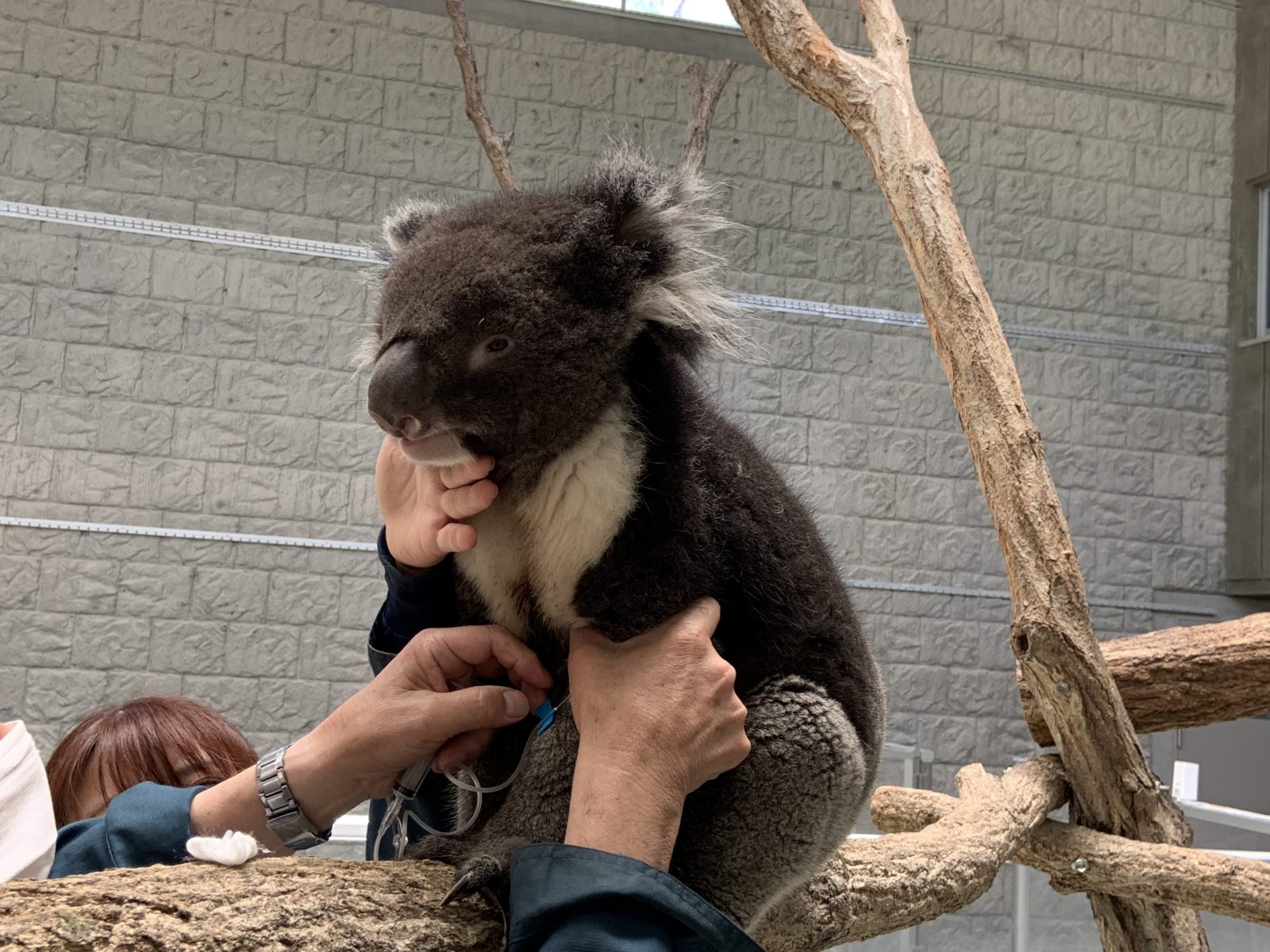 動物園の飼育員さんが明かす 意外な 動物のダイエット事情 人間のヒントにも ラジトピ ラジオ関西トピックス