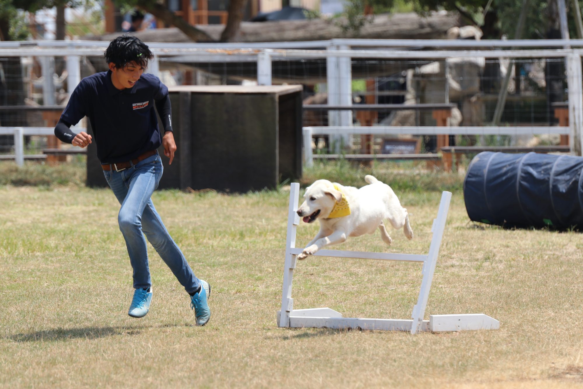 ドッグパフォーマンスにアジリティ 障害物競技 登場 トレーナーとのあうんの呼吸がポイント 神戸どうぶつ王国 ラジトピ ラジオ関西トピックス