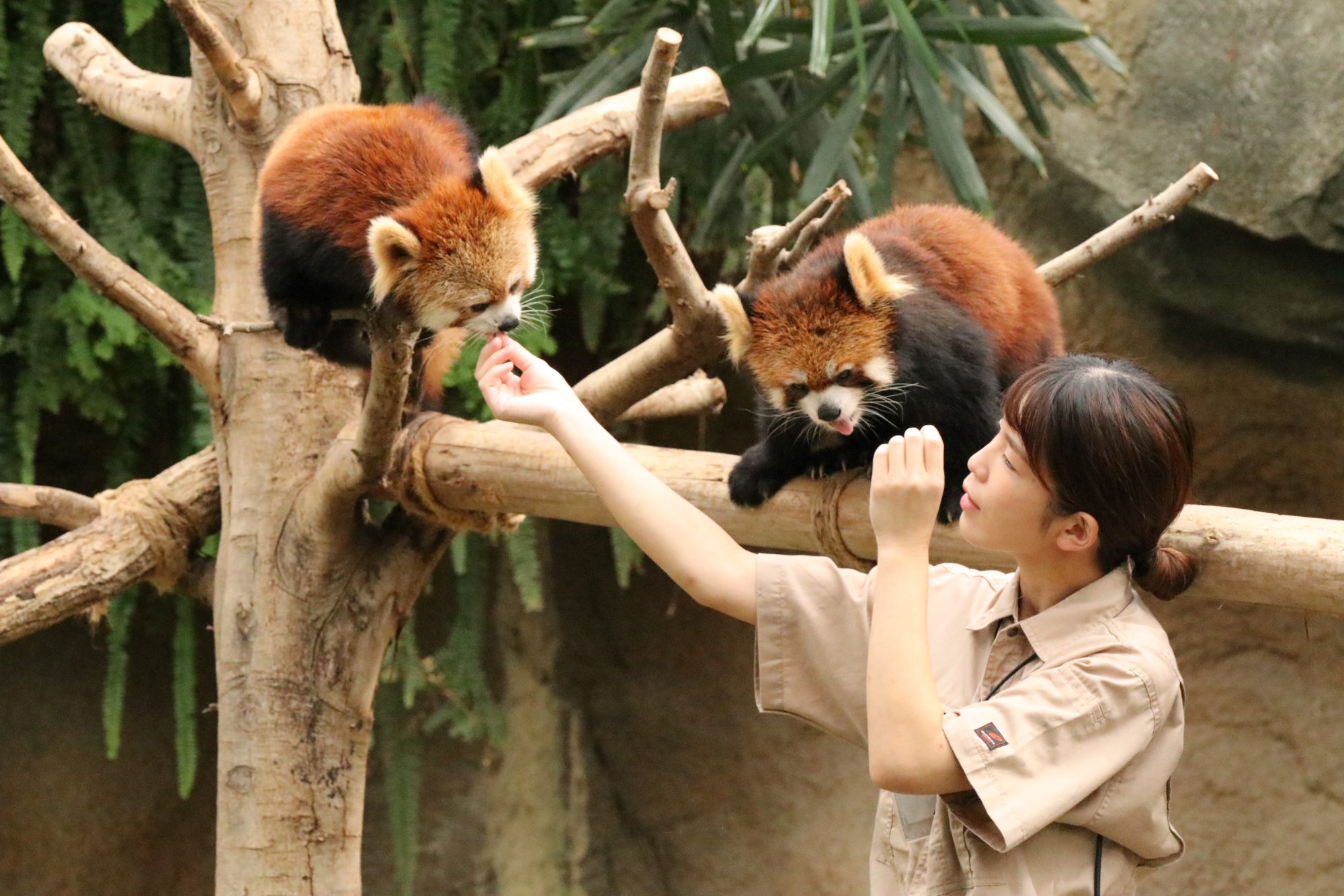 神戸動物 – 神戸どうぶつ王国 写真 – OXEJJ