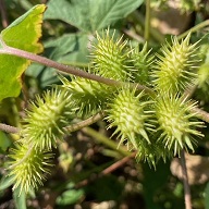 服についた「ひっつき虫」を簡単に取る方法3選 野外作業している人に  