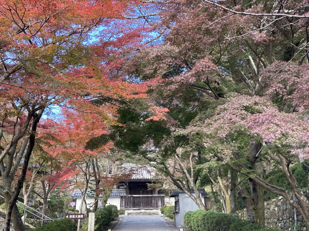 西教寺　総門から勅使門までの参道　11月下旬には鮮やかな紅葉のアーチに（写真は2021年11月中旬）　