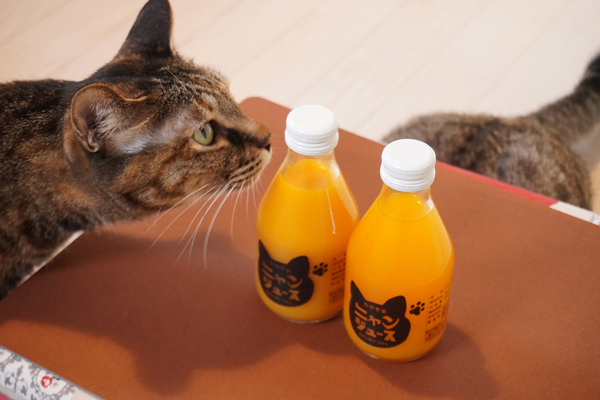 売上の2％を保護猫活動へ寄付 “猫用こたつ”付きのみかんジュース
