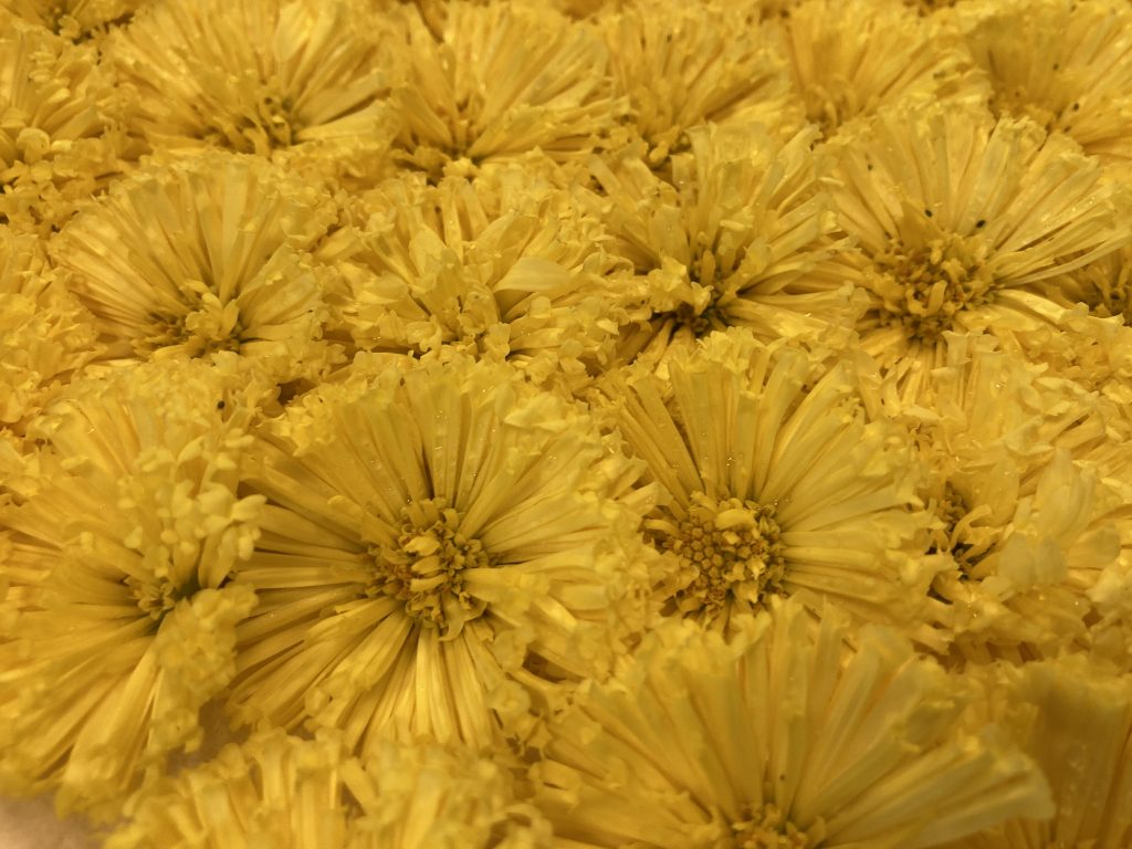 最澄が日本へ持ち帰ったとされる「坂本菊」32本の筒状の花弁が特徴