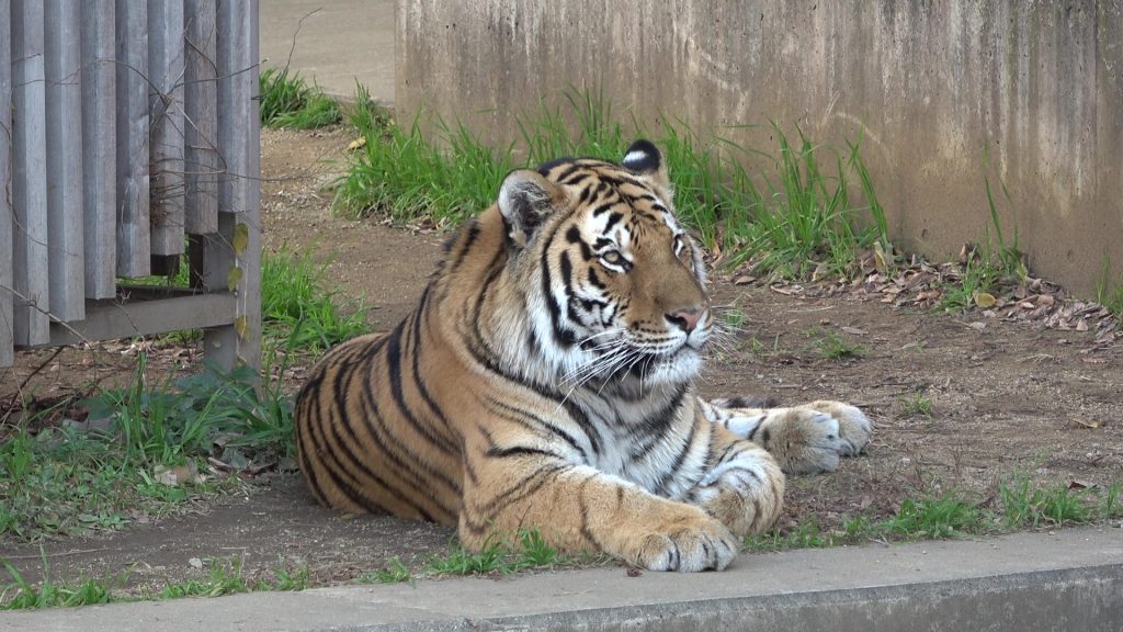 「虎視眈々（こしたんたん）と日々精進」＜※天王寺動物園・トラ舎にて＞