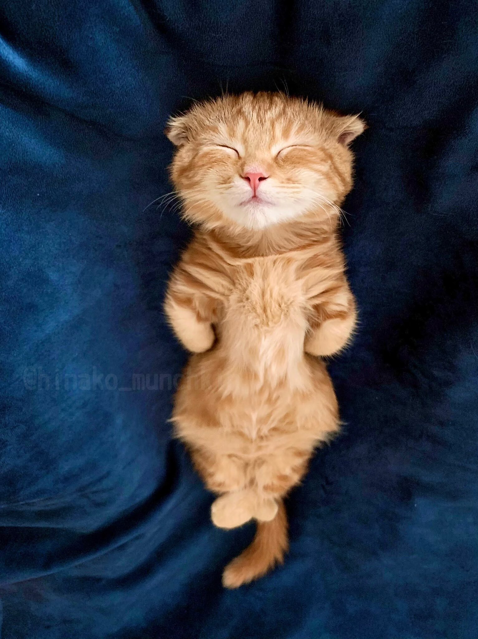 まるで土偶 クリオネ 子猫のかわいすぎる寝姿が話題 短足マンチカン最高 ラジトピ ラジオ関西トピックス