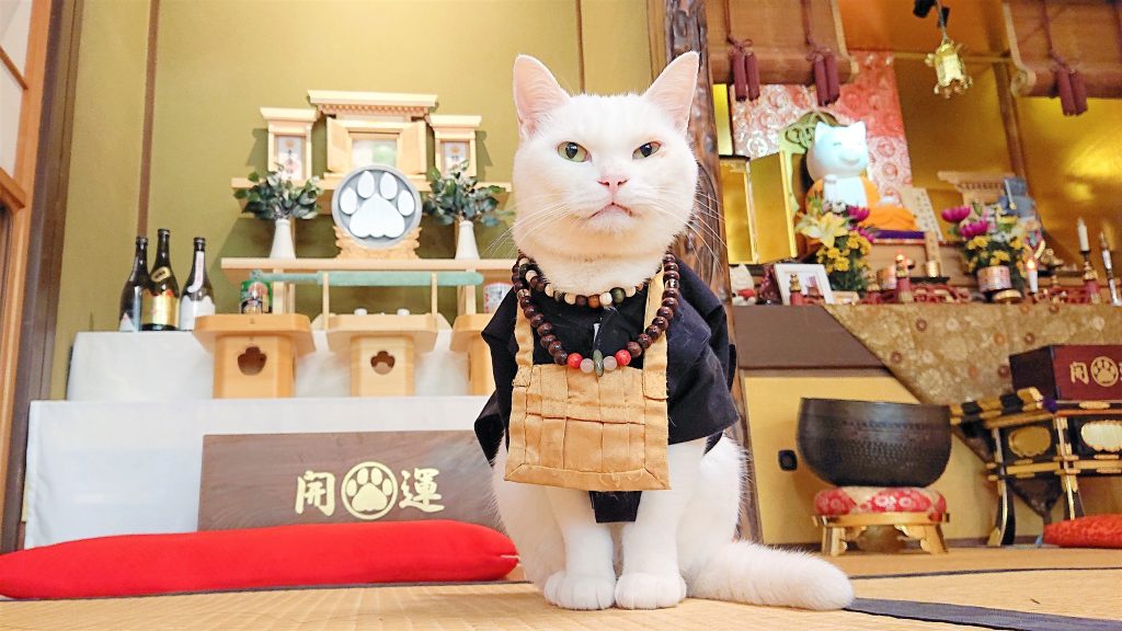 猫猫寺・小雪 初代猫住職＜※画像提供・猫猫寺＞