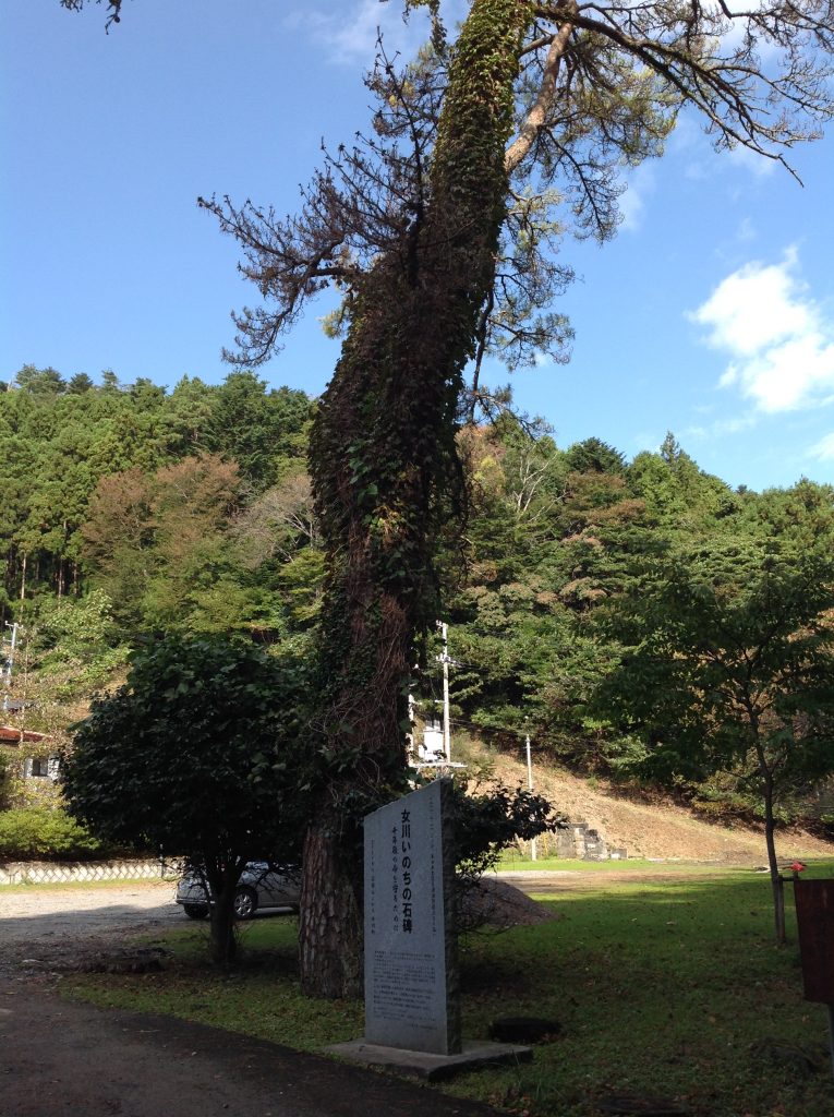 「女川いのちの石碑」とりもどそう　笑顔あふれる　女川町（女川町尾浦）