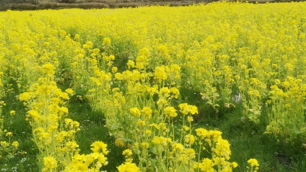 「夢前ゆめ街道」の菜の花畑 新たな観光スポットして…