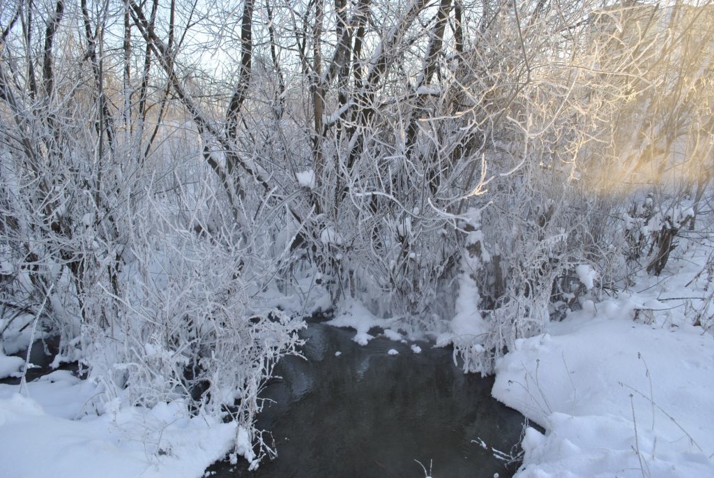 極寒の雪景色