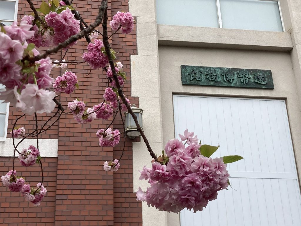 3年ぶり”桜の通り抜け” 季節最後の華やかさ堪能「桜に希望を」 大阪