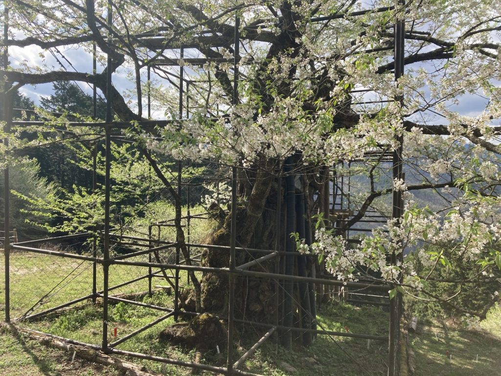 樽見の大桜の周囲を、ジャングルジムのような鉄製の櫓がぐるりと取り囲み、老木を支える（2022年4月12日撮影）