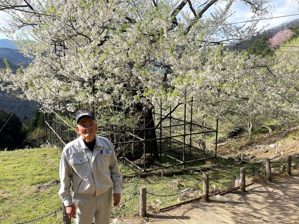 樽見の大桜の前に立つ、樹木医の宮田和夫さん。長年、木の治療にあたってきた