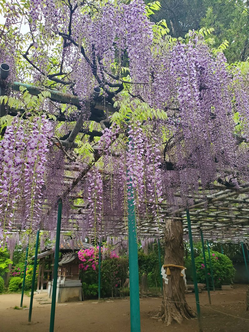 神社ゆかりの藤棚が見頃に 海の神様 が鎮座する 明石のパワースポット 住吉神社 ラジトピ ラジオ関西トピックス