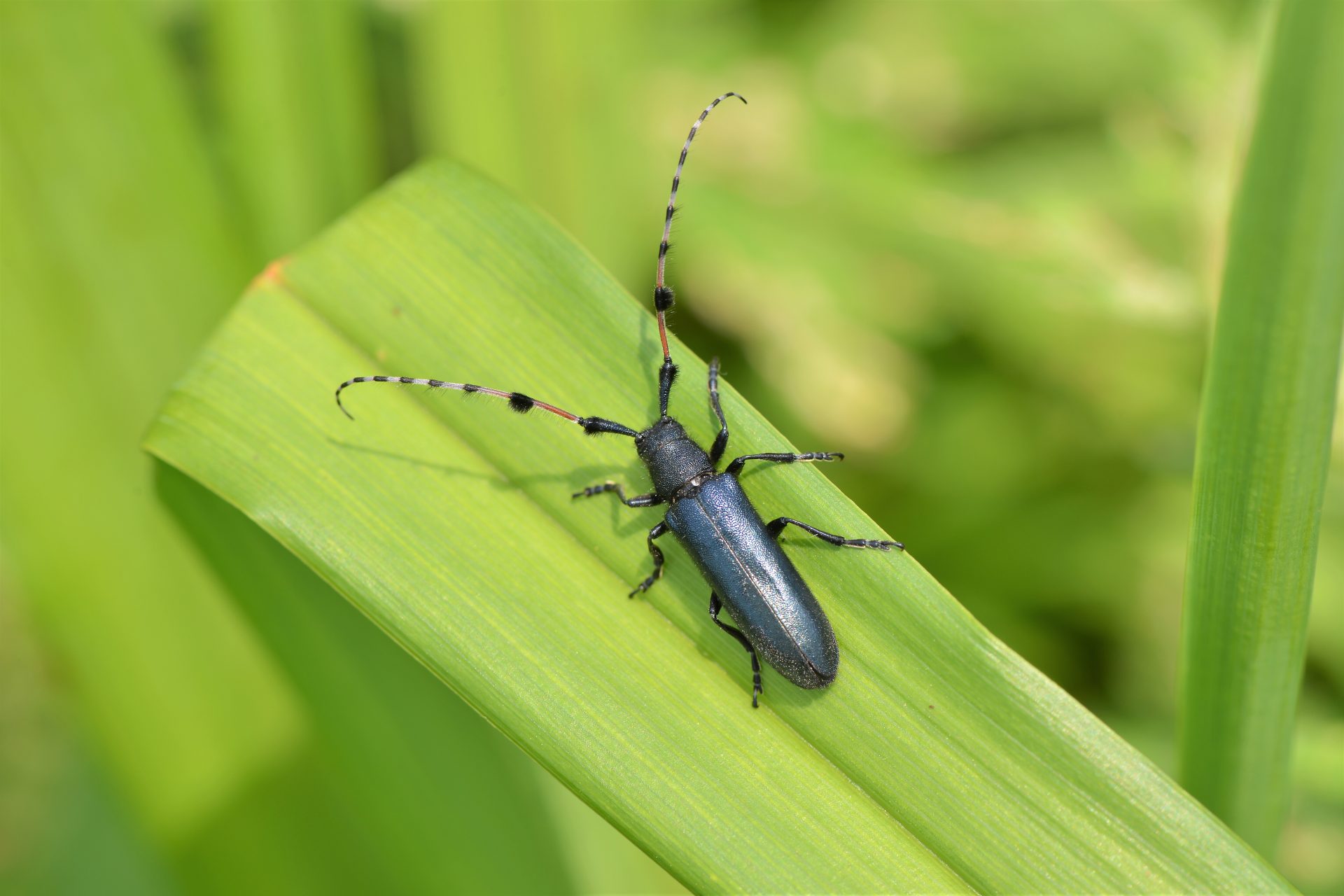 国内施設で初の快挙】 絶滅危惧種「フサヒゲルリカミキリ」の繁殖に
