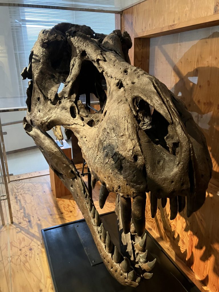 「ティラノサウルス・レックス」の頭部