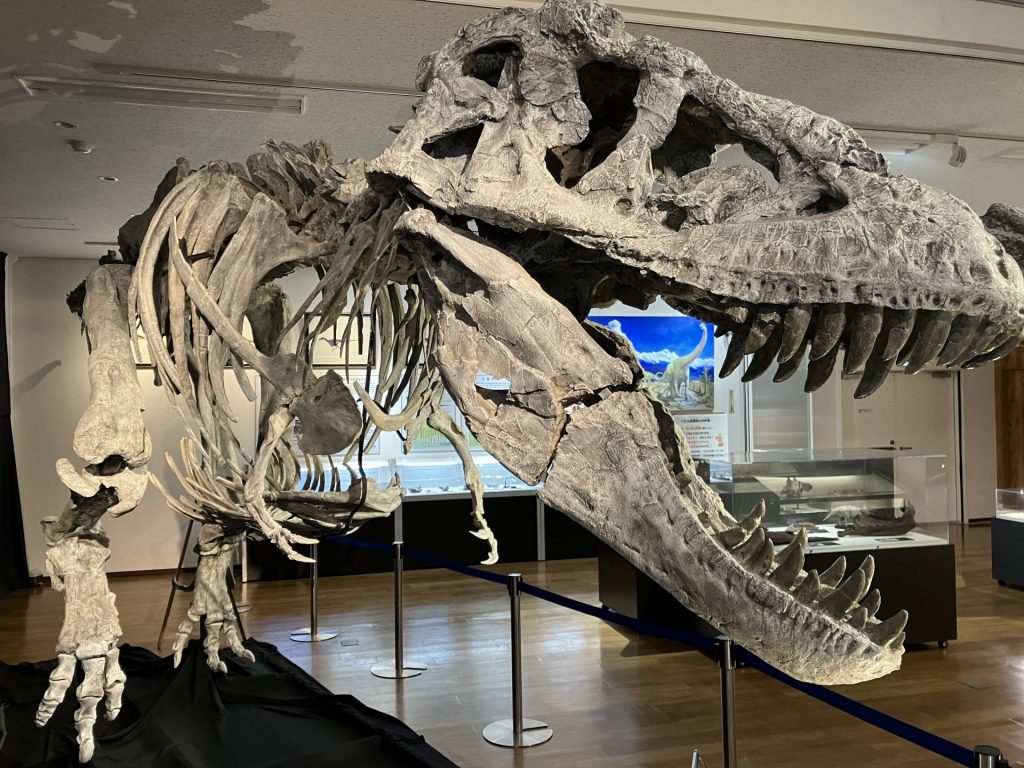 前傾姿勢の「タルボサウルス」全身骨格