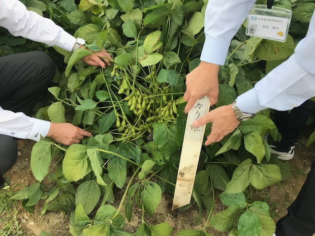 枝付きの枝豆もおすすめ（提供：兵庫県立農林水産技術総合センター）