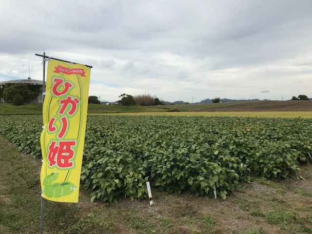 黒枝豆の新品種　ひかり姫（提供：兵庫県立農林水産技術総合センター）