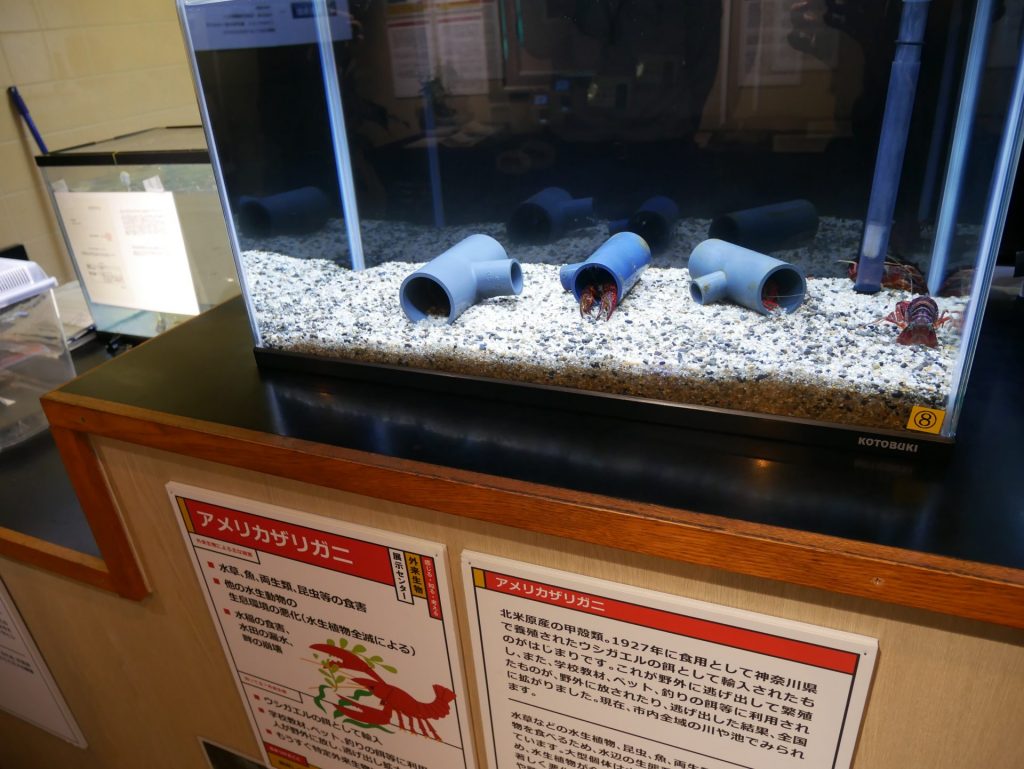 外来生物 アカミミガメの展示