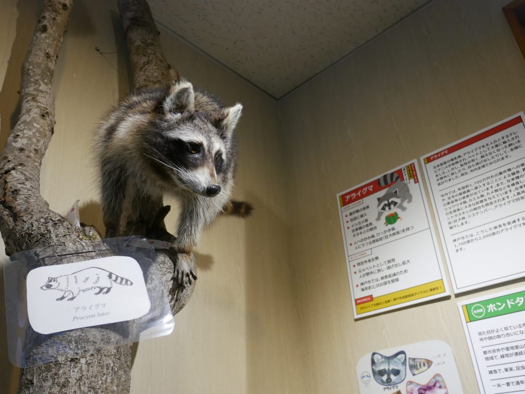 外来生物・アライグマのはく製展示