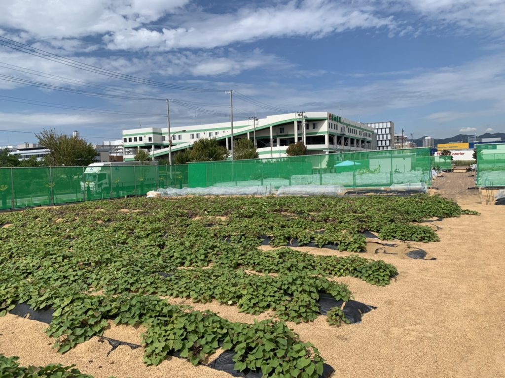 広々としたポートアイランドの市民農園