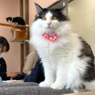 たくさんの犬や猫 家族見つかる「こうべ動物共生センター」神戸市北区