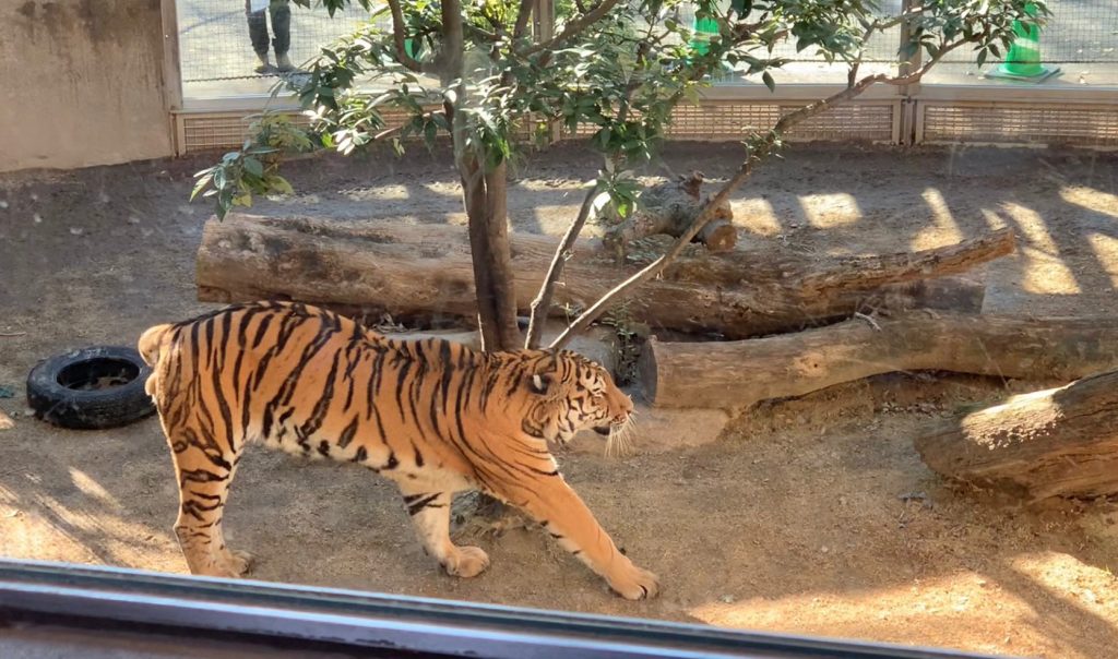 2022年の干支は「寅」神戸市立王子動物園にはアムールトラが暮らしている。