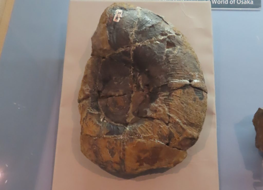 アンモナイト化石「ゴードリテラス・イズミエンゼ」