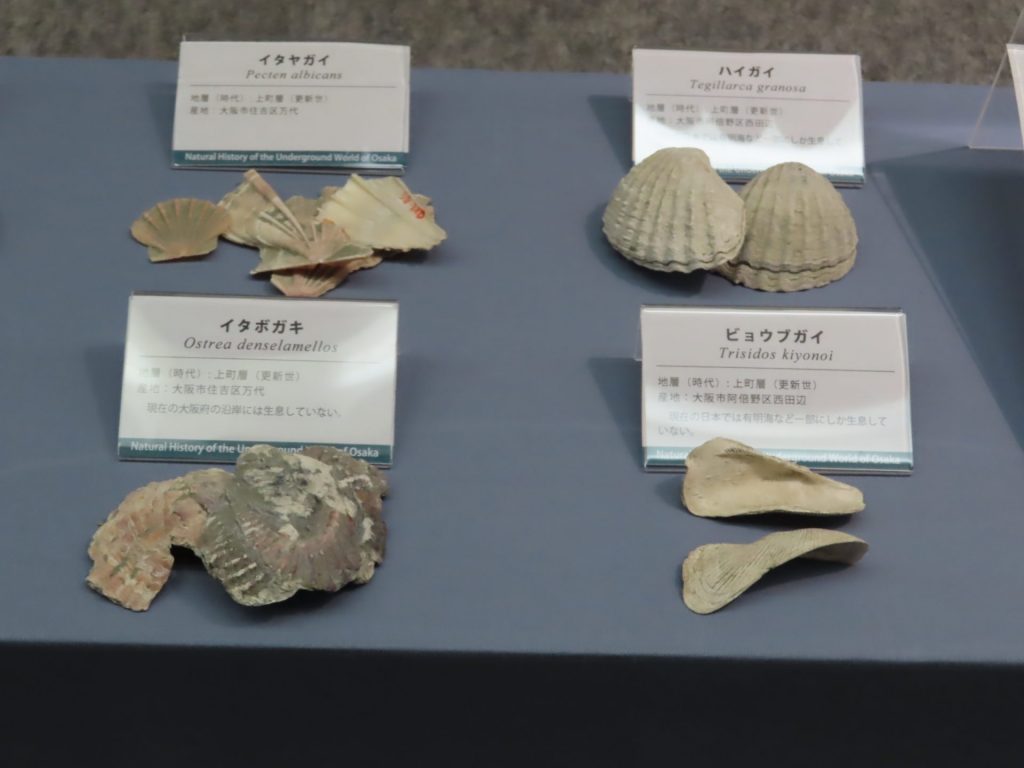 約12万年前に広がっていた「上町海」の地層から見つかった貝化石