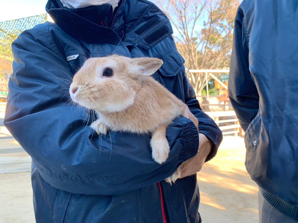 今年はうさぎ年