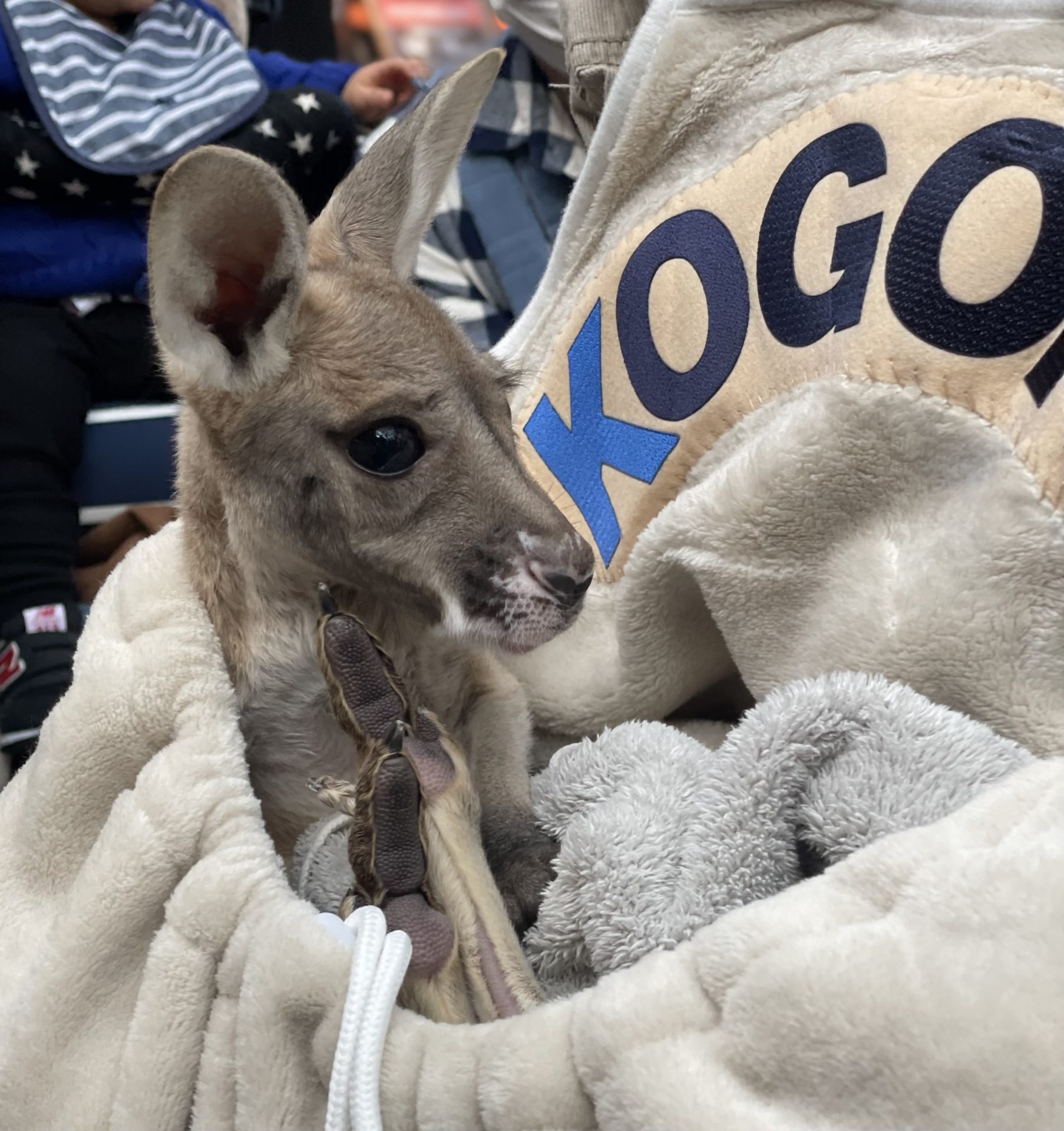 カンガルーちゃん 赤ちゃんカンガルーがデビュー 神戸どうぶつ王国 獣医と飼育員が