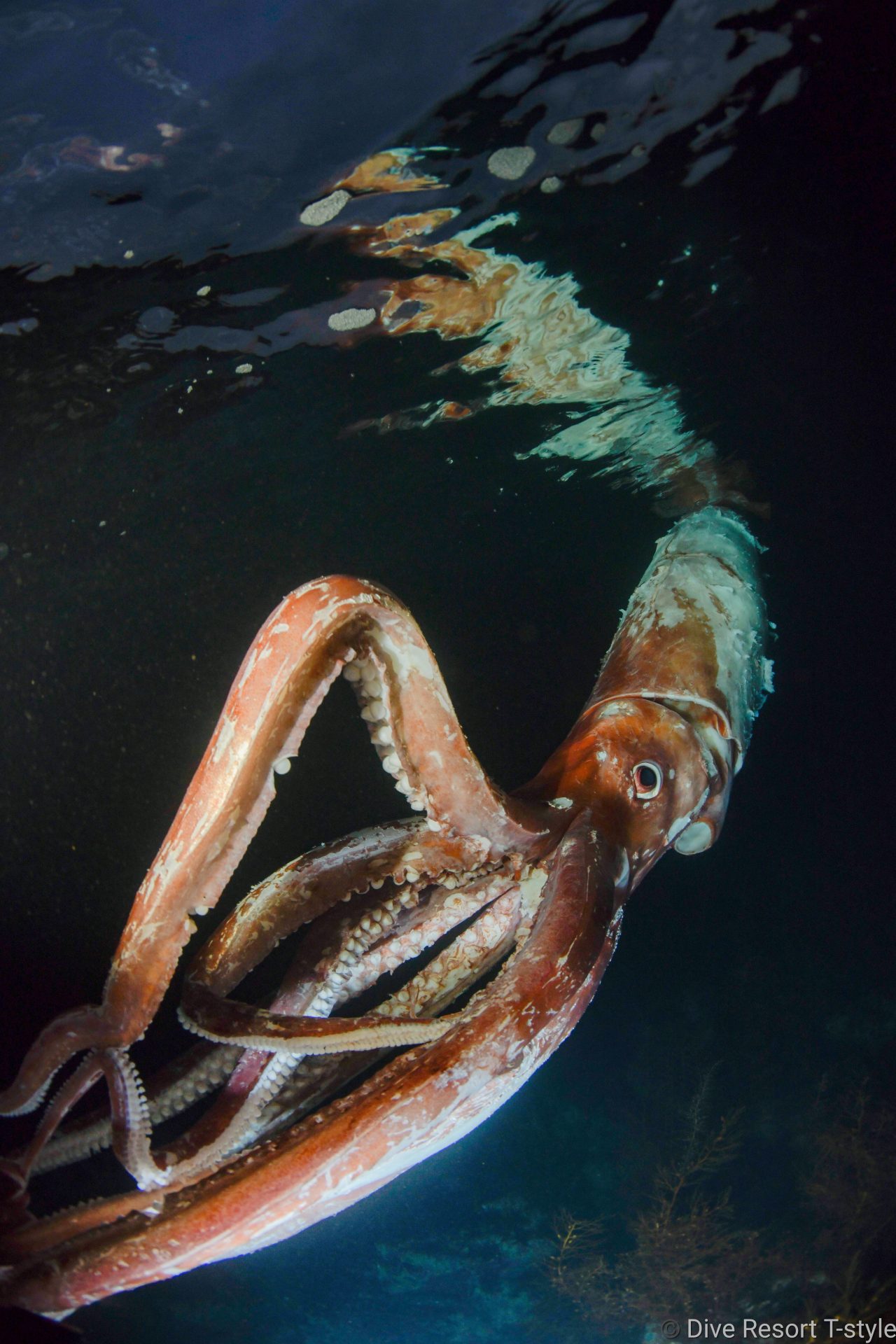 深海に生息・巨大な「ダイオウイカ」奇跡の出現 兵庫・豊岡 竹野海岸