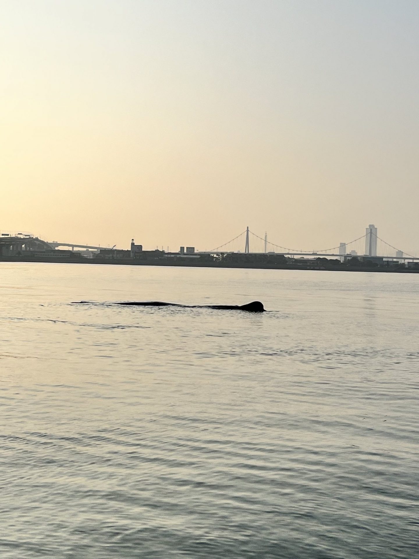 『クジラ乗り場はこちらです』 冬季限定! ブルーラインでクジラを見に行こう! - Waikiki Trolley