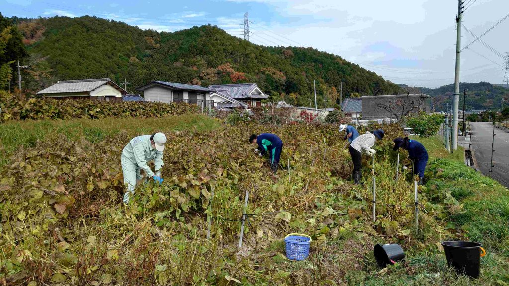 黒枝豆畑での葉取り作業/2022年11月（提供：神戸大学）