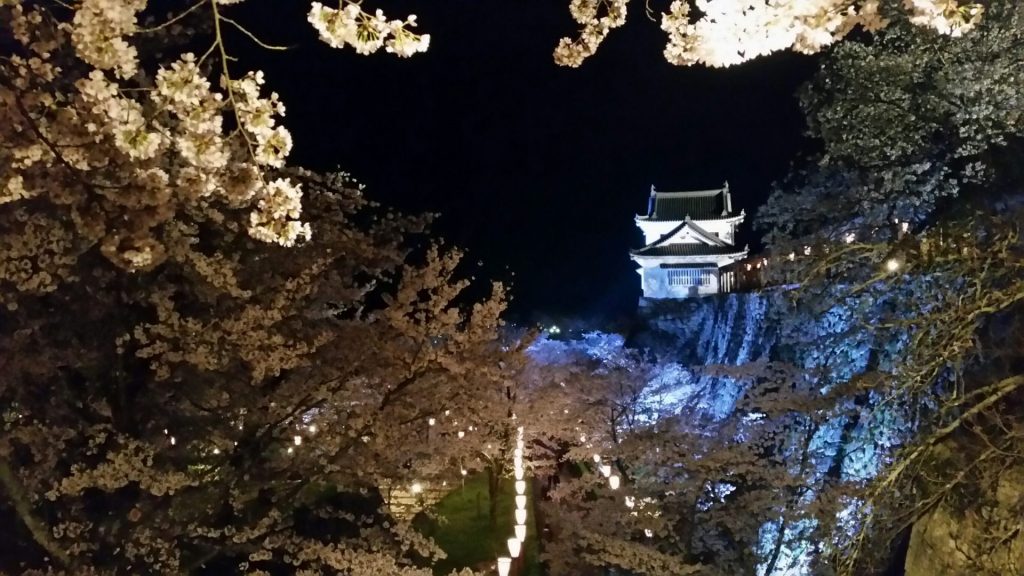 幻想的な夜桜　「津山さくらまつり」期間中だけの楽しみ