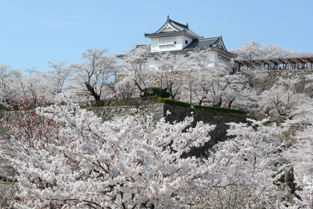 満開の桜に彩られた「津山城鶴山公園」