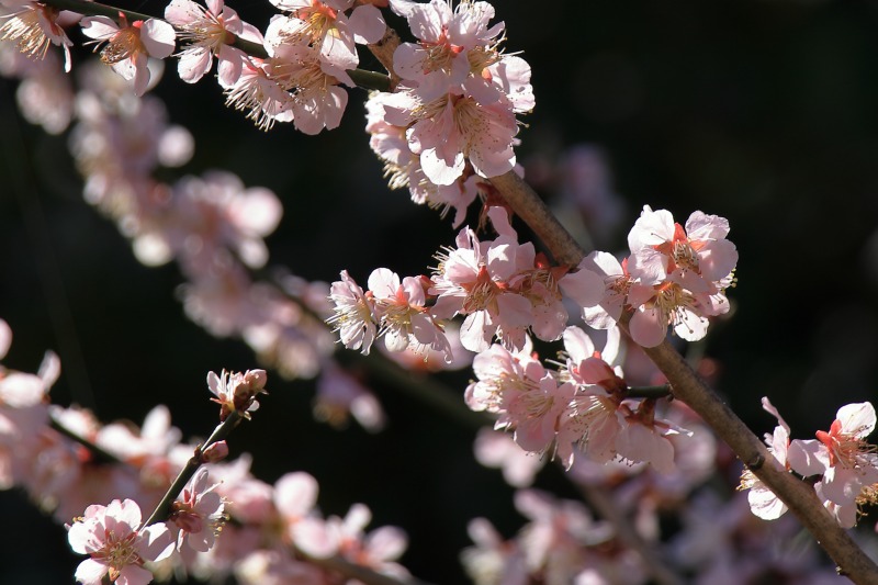 綾部山梅林に咲く梅の花